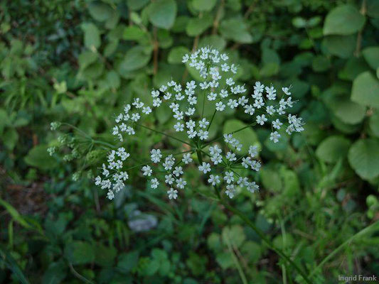 Pimpinella saxifraga / Kleine Bibernelle