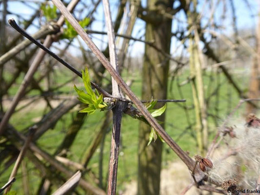 Clematis vitalba / Gewöhnliche Waldrebe    (02.04.2019; Ravensburg, oberhalb des Hölltobels)