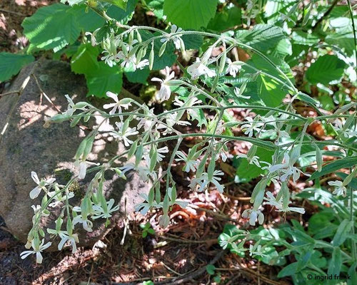 Silene nutans / Nickendes Leimkraut (12.05.2026; Trentino, Valsugana)