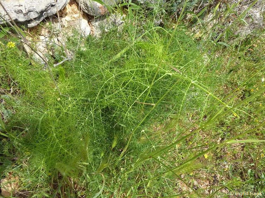 Foeniculum vulgare / Echter Fenchel    (01.05.2019; Italien, Toskana, Halbinsel Monte Argentario)