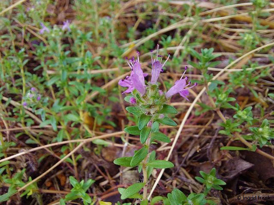Thymus serpyllum / Sand-Thymian; Baden Württemberg: 2 (stark gefährdet)