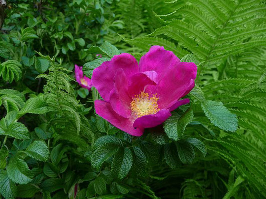 Rosa rugosa / Kartoffel-Rose, Runzel-Rose    V-VIII