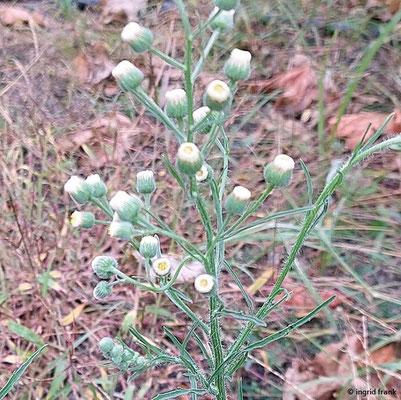Conyza bonariensis / Argentinisches Berufkraut  VII-X