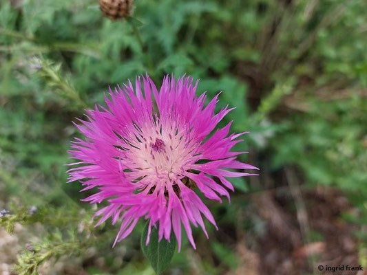 Centaurea dealbata / Kaukasische Flockenblume