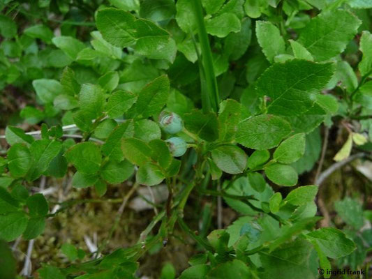 Vaccinium myrtillus / Heidelbeere, Blaubeere