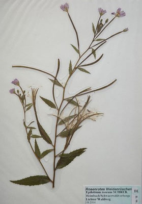 Epilobium roseum / Rosenrotes Weidenröschen    ( Herbarium Dr. Wolf von Thun)