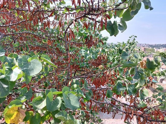 Cercis siliquastrum / Judasbaum    (27.08.2024; Rom; Forum Romanum)