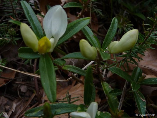 Polygala chamaebuxus / Buchsblättrige Kreuzblume, Zwergbuchs
