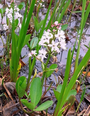 Menyanthes trifoliata / Bitterklee, Fieberklee