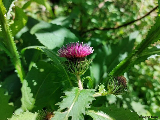 Carduus personata - Kletten-Distel