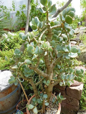 Crassula arborescens - Geldbaum   (30.07.2022; Botanischer Garten der Universität Basel)