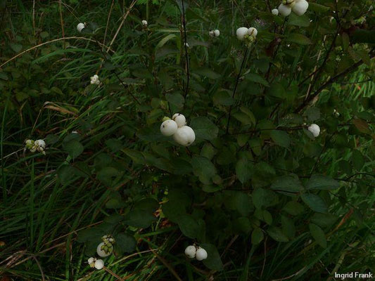 BEEREN SCHWACH GIFTIG:   Weiße Schneebeere, Knallerbse / Symphoricarpos albus   (12.09.2010)