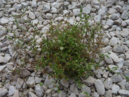 Arenaria spec. (150 Arten)