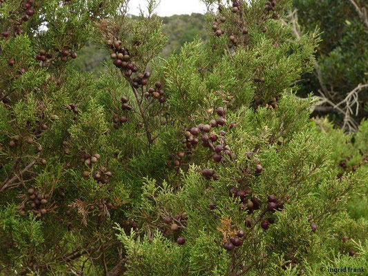 Juniperus turbinata / Kanaren-Wcholder