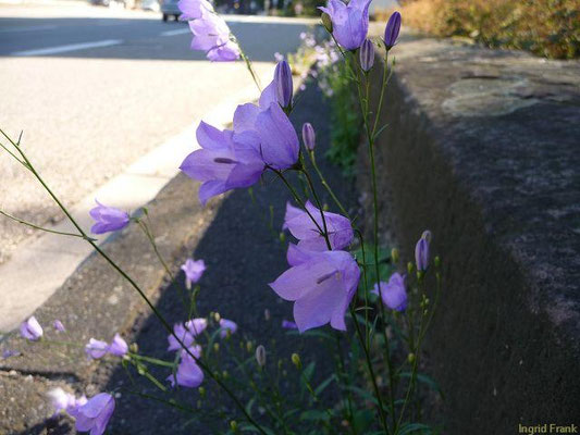 Campanula rotundifolia - Rundblättrige Glockenblume