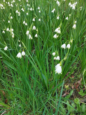 Leucojum aestivum / Sommer-Knotenblume
