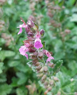 Teucrium chamaedrys / Edel-Gamander