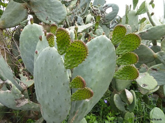 Opuntia ficus indica / Echter Feigenkakatus    (03.05.2019; Italien, Toskana, bei Bibbona)