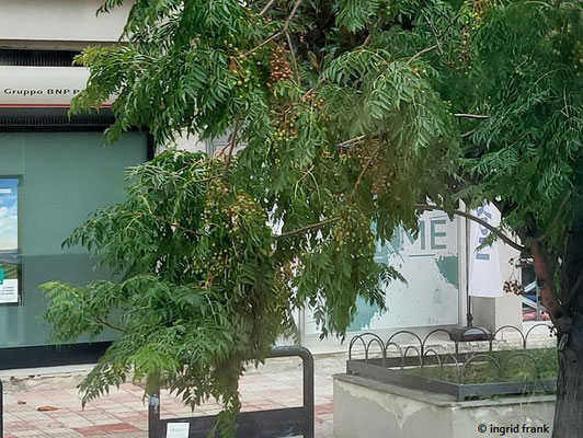 Melia azedarach / Zedarachbaum  (02.10.2025; Straßenbaum zwischen Palermo und Monreale)
