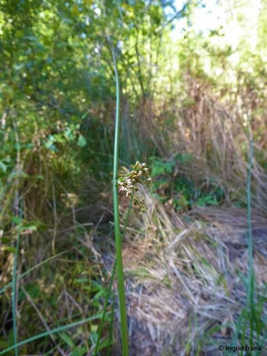 Juncus effusus / Flatter-Binse    VI-VIII