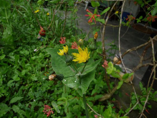 Sonchus oleraceus / Kohl-Kratzdistel   (07.06.2010; Oberhofen, im eigenen Garten)