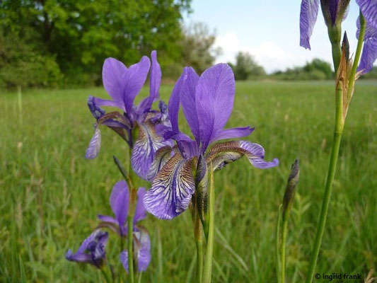 Iris sibirica / Sibirische Schwertlilie