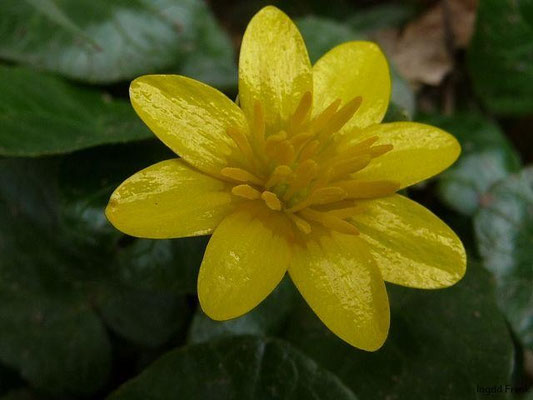 Ficaria verna - Scharbockskraut