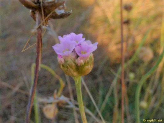 Armeria maritima / Strand-Grasnelke