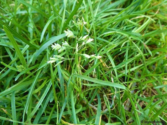 Poa annua / Einjähriges Rispengras