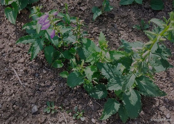 Campanula bononiensis - Bologneser Glockenblume  (02.07.2023; Botanischer Garten Universität Heidelberg)