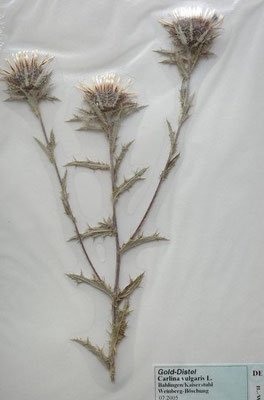Carlina vulgaris / Golddistel  (05/2007; Bahlingen   (Herbarium Dr. Wolf v. Thun)