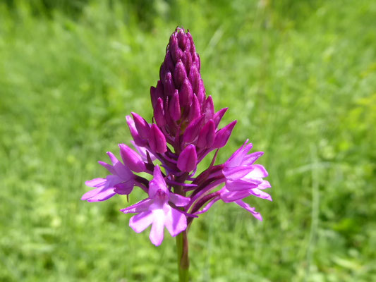 Anacamptis pyramidalis / Pyramiden-Hundswurz; in Baden-Württemberg nicht gefährdet