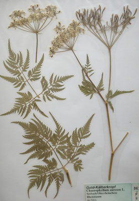 Chaerophyllum aureum / Gold-Kälberkropf   (06/2006; Sasbach, Oberrheinebene)  (Herbarium Dr. Wolf von Thun)