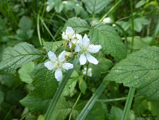 Rubus caesius / Kratzbeere