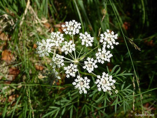 Peucedanum palustre - Sumpf-Haarstrang