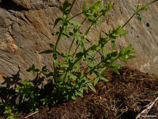 Galium boreale / Nordisches Labkraut    VII-VIII