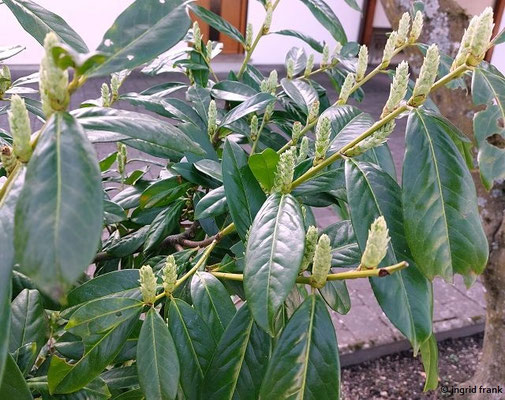 29.02.2024: Prunus laurocerasus / Kirschlorbeer
