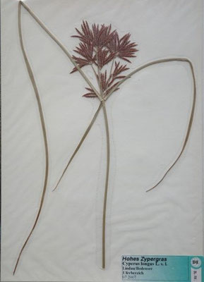 Cyperus fuscus / Braunes Zypergras   VII-IX   (Herbarium Dr. Wolf von Thun)