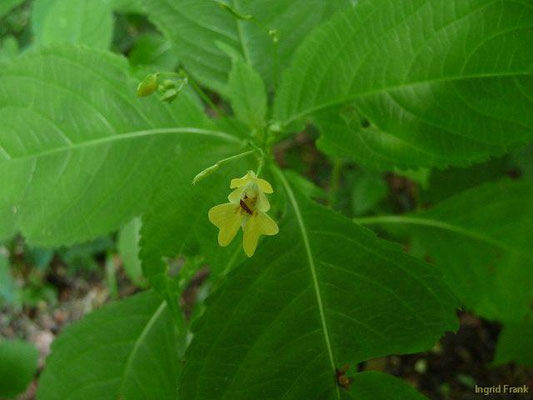 Impatiens parviflora / Kleinblütiges Springkraut    VII-VIII