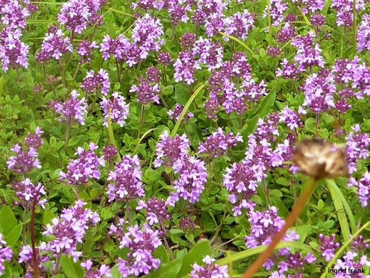 Thymus pulegioides ssp. pulegioides / Gewöhnlicher Arznei-Thymian