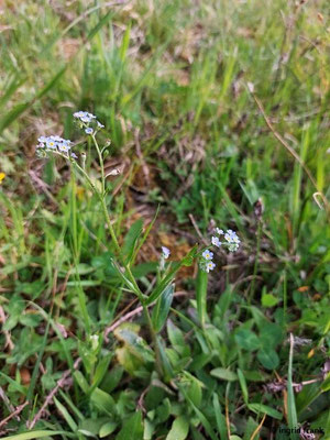 Myosotis ramosisissima / Hügel-Vergissmeinnicht