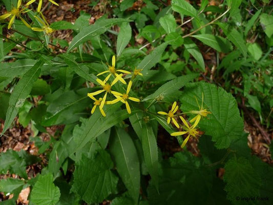 Senecio spec. (1250 Arten)