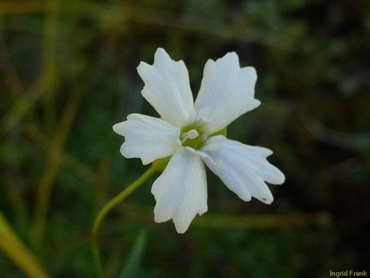 Heliosperma pusilla / Kleiner Strahlensame