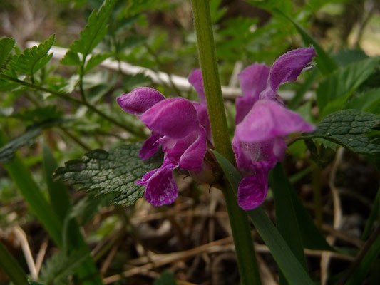 Lamium maculatum / Gefleckte Taubnessel    IV-IX