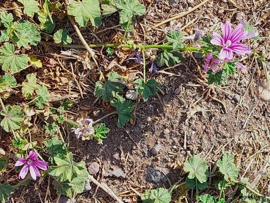 Malva sylvestris / Wilde Malve  (28.08.2024; Rom, Forum Romanum)