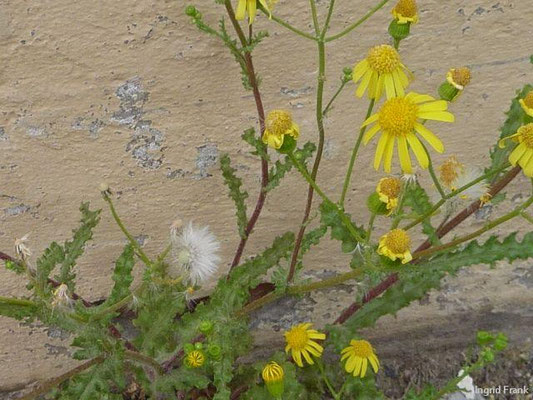 Senecio vernalis / Frühlings-Greiskraut    V-XI