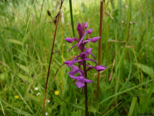 Gymnadenia conopsea / Mücken-Händelwurz