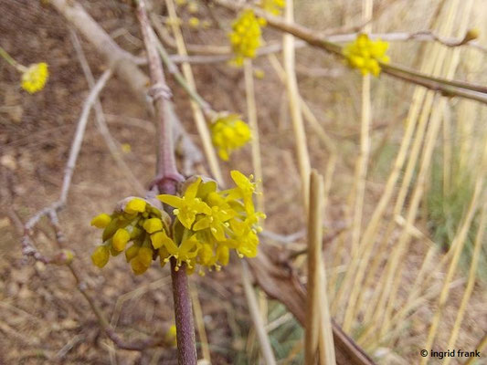 20.02.2024, Hecke in der Oberrheinebene bei Leimen: Cornus mas / Kornel-Kirsche