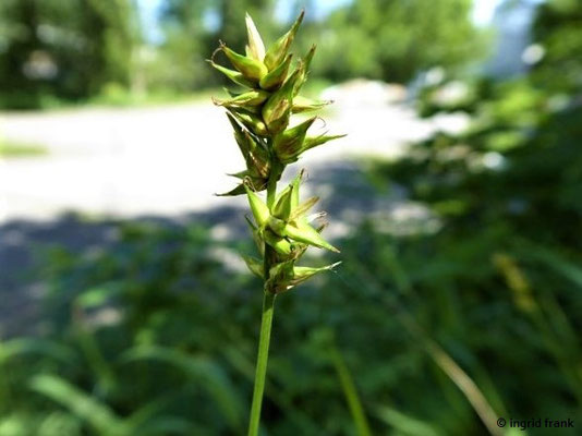 Carex spicata / Dichtährige Segge    V-VII