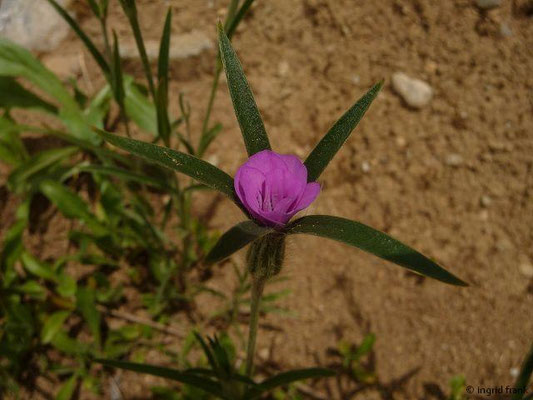 Agrostemma githago - Korn-Rade